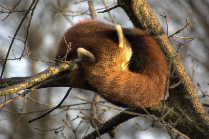 Red Panda using tail