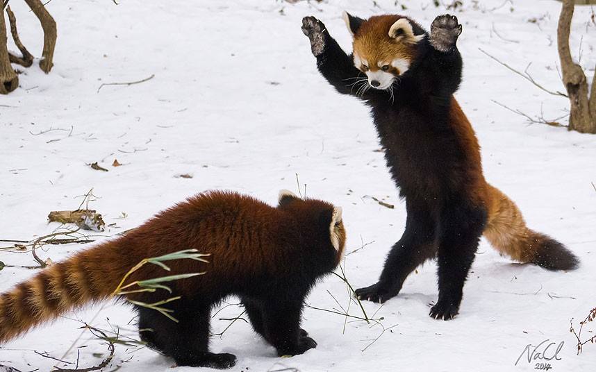 Red Panda in snow