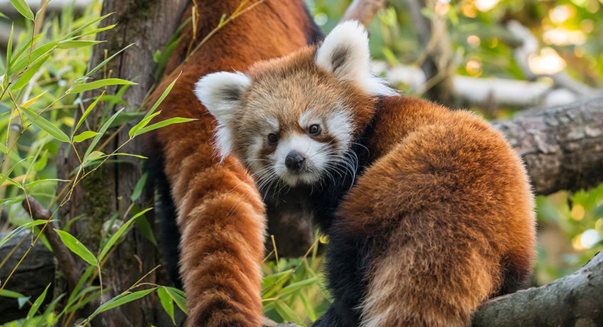 Top 5 Reasons to Love Red Panda Mothers!