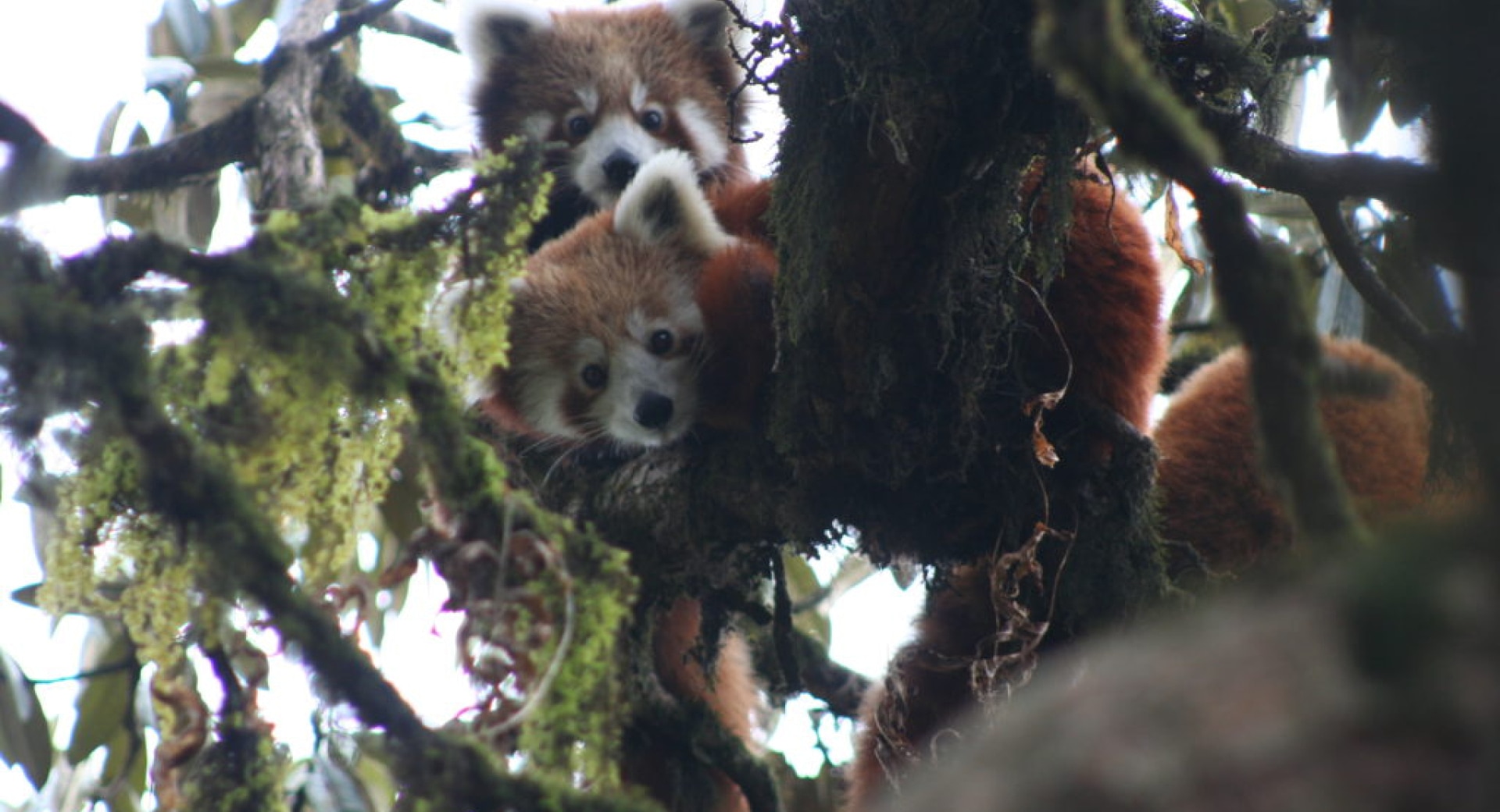Press Release: Ecotrip travelers see increasing numbers of red pandas in Nepal.