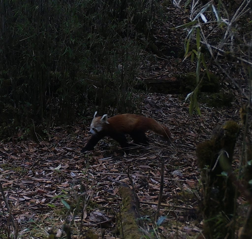 Red panda photographed on camera trap 