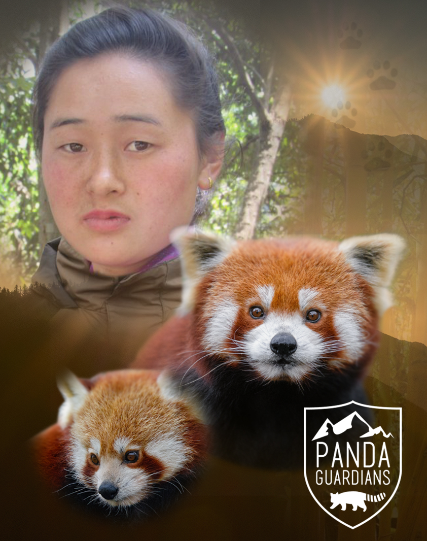 red_panda_guardianV3_no_text.jpg